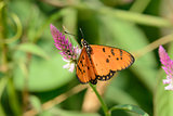 Tawny Coster butterfly (Acraea violae)