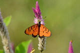 Tawny Coster butterfly (Acraea violae)