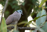 male Red Turtle-Dove (Streptopelia tranquebarica)