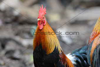 male Thai native rooster