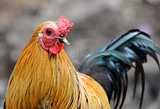 male Thai native rooster