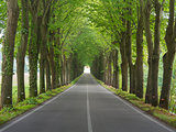 Tree lined country road