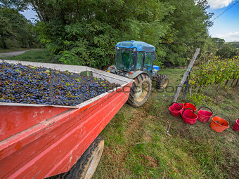 Tractor pulling harvested grapes