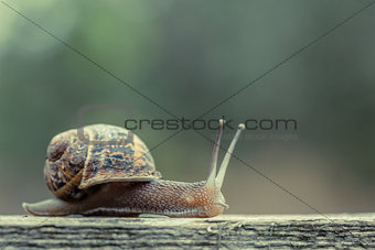 Close up of a small snail