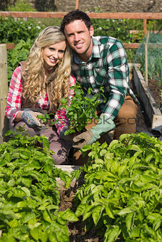 Young couple crouhing in their garden holding a plant