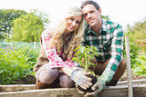 Young couple planting a shrub