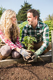 Smiling young couple planting a shrub