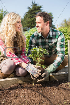 Smiling young couple planting a shrub