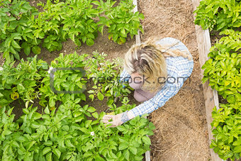 Overhead of blonde woman working in her garden