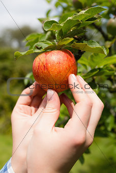 Hand touching apple on a tree