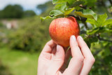 Hand touching red apple on a tree