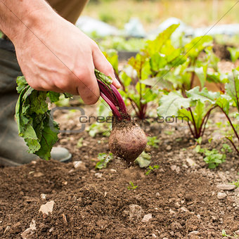 Man pulling fresh beetroot out of the ground