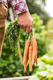 Man holding bunch of organic carrots close up