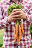 Farmer holding bunch of organic carrots