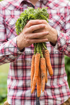 Farmer holding bunch of organic carrots
