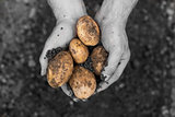 Hands presenting freshly dug potatoes