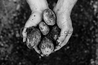 Hands showing freshly dug potatoes