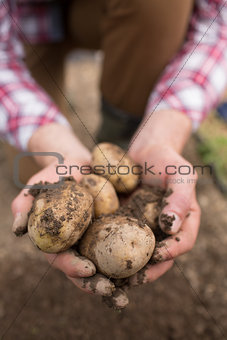 Farmer showing freshly dug potatoes