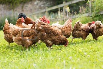 Chickens on a lawn