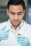 Scientific researcher injecting a tomato at the lab
