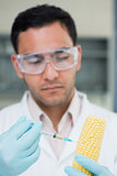 Scientific researcher injecting a corn cob at the lab