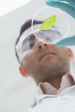 Scientist analyzing a leaf at the laboratory
