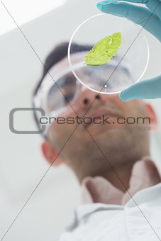 Scientist analyzing a leaf at the laboratory