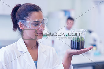 Female scientist analyzing a young plant at lab