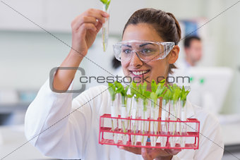 Female scientist analyzing young plants at lab
