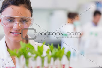 Female scientist with young plants at laboratory