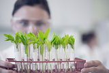 Female scientist with young plants at lab