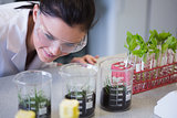 Female researcher looking at young plants at lab