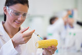 Scientific researcher injecting corn cob at lab