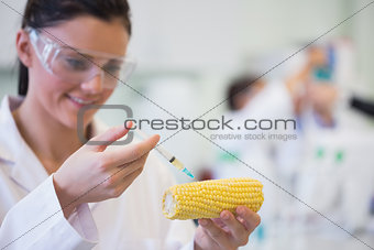Scientific researcher injecting corn cob at lab