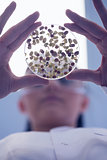 Low angle view of researcher analyzing sprouts in petri dish
