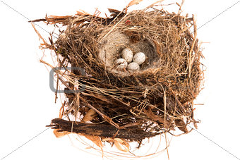 Detail of bird eggs in nest