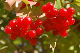Branch of ripe red berries