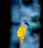 Branch of a tree with on autumn yellow leaf against dark blue background