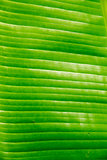 Structure of fresh green leaf of a plant with proveins