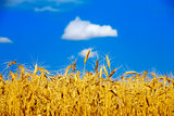 field of a golden wheat before harvesting on a background blue sky