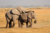 Mating African elephants