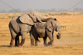 Mating African elephants
