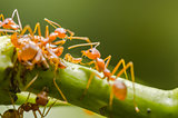 Red ant and aphid on the leaf