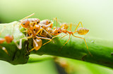 Red ant and aphid on the leaf