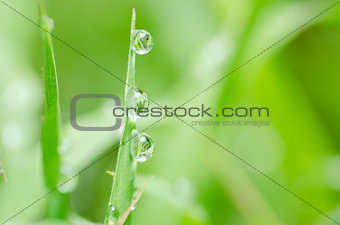 Leaf and water drops