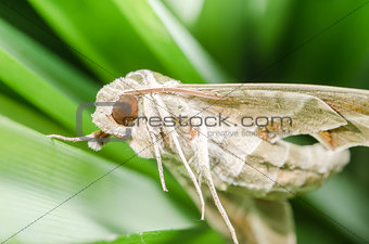 Moth in the nature