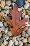 Autumn leaf and rocks