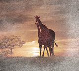 Two Giraffes At The Sunset 