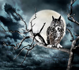 Owl On A Tree At Night