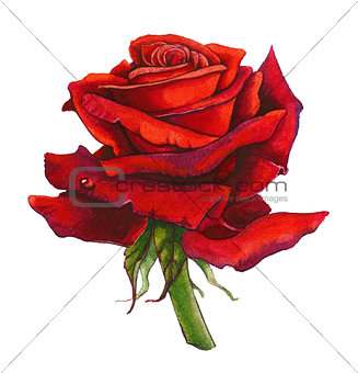 Red Rose Watercolor